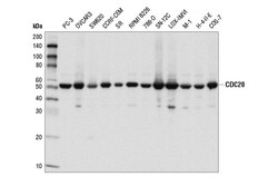 Cell Signaling Technology&nbsp;CDC20 D6C2Q Rabbit mAb 100 u