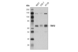 Cell Signaling Technology&nbsp;TRF2 P449 Antibody 100 ul