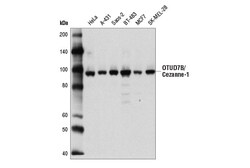 Cell Signaling Technology&nbsp;OTUD7B/Cezanne-1 Antibody 100