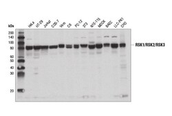 Cell Signaling Technology&nbsp;RSK1/RSK2/RSK3 D7A2H Rabbit
