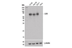 Cell Signaling Technology&nbsp;LSR D3E3N XPR Rabbit mAb 2