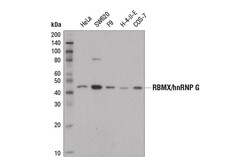 Cell Signaling Technology&nbsp;RBMX/hnRNP G D7C2V Rabbit mA