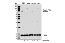 Cell Signaling Technology&nbsp;Phospho-PKC-delta Ser359 D2