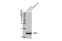 Cell Signaling Technology&nbsp;FABP3 A7 Mouse mAb 100 ul