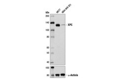 Cell Signaling Technology&nbsp;XPC D1M5Y Rabbit mAb 100 ul