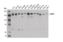 Cell Signaling Technology&nbsp;LARP1 Antibody 100 ul