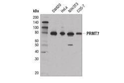 Cell Signaling Technology&nbsp;PRMT7 D1K6R Rabbit mAb 100 u