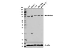 Cell Signaling Technology&nbsp;Mitofusin-1 D6E2S Rabbit mAb