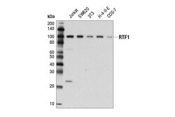 Cell Signaling Technology&nbsp;RTF1 D7V3W Rabbit mAb 100 ul