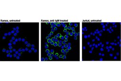 Cell Signaling Technology&nbsp;Phospho-CD79A Tyr182 D1B9