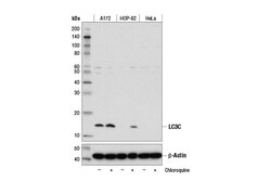 Cell Signaling Technology&nbsp;LC3C D1R8V Rabbit mAb 100 ul