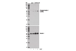 Cell Signaling Technology&nbsp;Phospho-Beclin-1 Ser93 D9A5