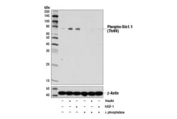 Cell Signaling Technology&nbsp;Phospho-Sin1 Thr86 D4U9L R