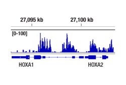 Cell Signaling Technology&nbsp;CBX8 D2O8C Rabbit mAb 100 ul