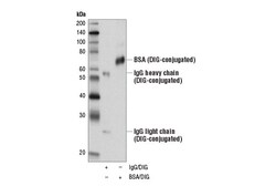 Cell Signaling Technology&nbsp;Digoxigenin D8Q9J Rabbit mAb