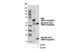Cell Signaling Technology&nbsp;Dinitrophenol D1D6 Rabbit mA