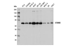 Cell Signaling Technology&nbsp;STAM2 Antibody 100 ul