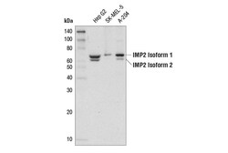 Cell Signaling Technology&nbsp;IMP2D4R2F Rabbit mAb 100 ul
