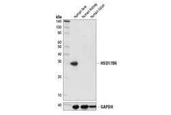 Cell Signaling Technology&nbsp;HSD17B6D1T5H Rabbit mAb 100