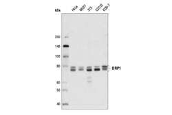 Cell Signaling Technology&nbsp;DRP1 4E11B11 Mouse mAb 100 u