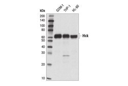 Cell Signaling Technology&nbsp;Hck E1I7F Rabbit mAb 100 ul