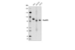 Cell Signaling Technology&nbsp;RanBP9 D8M8D Rabbit mAb 100