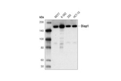 Cell Signaling Technology&nbsp;Diap1 E1E4K Rabbit mAb 100 u
