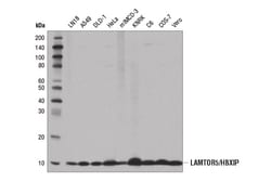 Cell Signaling Technology&nbsp;LAMTOR5/HBXIP D4V4S Rabbit m