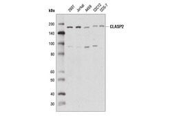 Cell Signaling Technology&nbsp;CLASP2 D5K3E Rabbit mAb 100