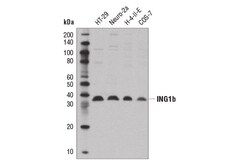 Cell Signaling Technology&nbsp;ING1b D3D5Z Rabbit mAb 100 u
