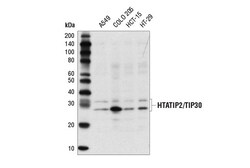 Cell Signaling Technology&nbsp;HTATIP2/TIP30 Antibody 100 ul