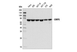Cell Signaling Technology&nbsp;GMPS Antibody 100 ul