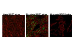 Cell Signaling Technology&nbsp;NRF2 D9J1B Rat mAb 100 ul