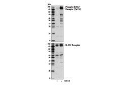 Cell Signaling Technology&nbsp;Phospho-CSF-1R/M-CSF-R Tyr708