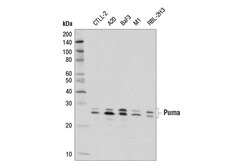 Cell Signaling Technology&nbsp;Puma E1S7A Rabbit mAb 100 ul