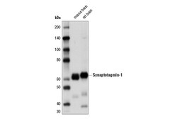 Cell Signaling Technology&nbsp;Synaptotagmin-1 D33B7 Rabbit