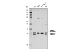 Cell Signaling Technology&nbsp;MBD3 N87 Antibody 100 ul