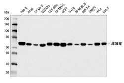 Cell Signaling Technology&nbsp;UBQLN1 D3T7F Rabbit mAb 100