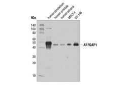 Cell Signaling Technology&nbsp;ARFGAP1 D9A4V Rabbit mAb 100