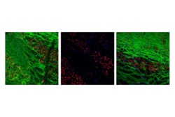 Cell Signaling Technology PhosphoPlusR Tau Thr181 An