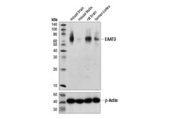 Cell Signaling Technology&nbsp;EAAT3 E1E6M Rabbit mAb 100 u