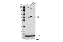 Cell Signaling Technology&nbsp;OAS1 D1W3A Rabbit mAb 100 ul