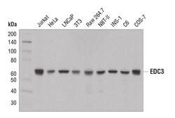 Cell Signaling Technology&nbsp;EDC3 D2T7U Rabbit mAb 100 ul
