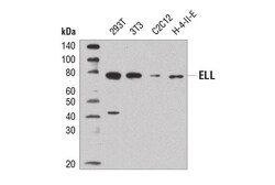 Cell Signaling Technology&nbsp;ELL D7N6U Rabbit mAb 100 ul
