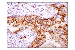 Cell Signaling Technology&nbsp;EpCAM D9S3P Rabbit mAb 20 ul