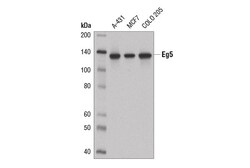 Cell Signaling Technology&nbsp;Eg5 E1L3W Rabbit mAb 100 ul