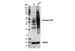 Cell Signaling Technology&nbsp;Phospho-Ser-Pro-Pro Motif  pSP