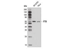 Cell Signaling Technology&nbsp;FTOAntibody 100 ul