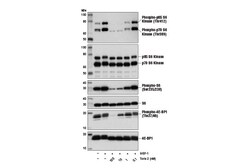 Cell Signaling Technology Torin 2 5 mg