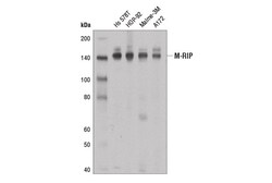 Cell Signaling Technology&nbsp;M-RIP D9I5T Rabbit mAb 100 u